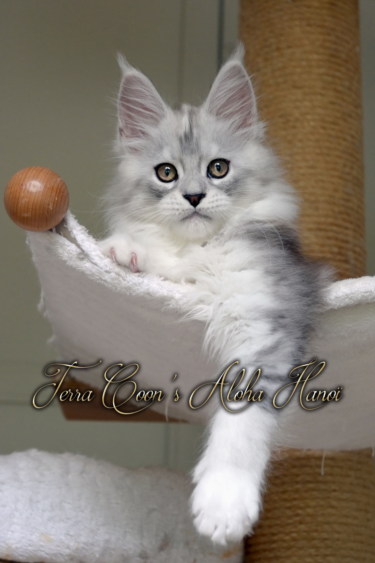 Aloha Hanoï - 12 semaines