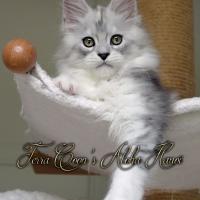 Aloha Hanoï - 12 semaines