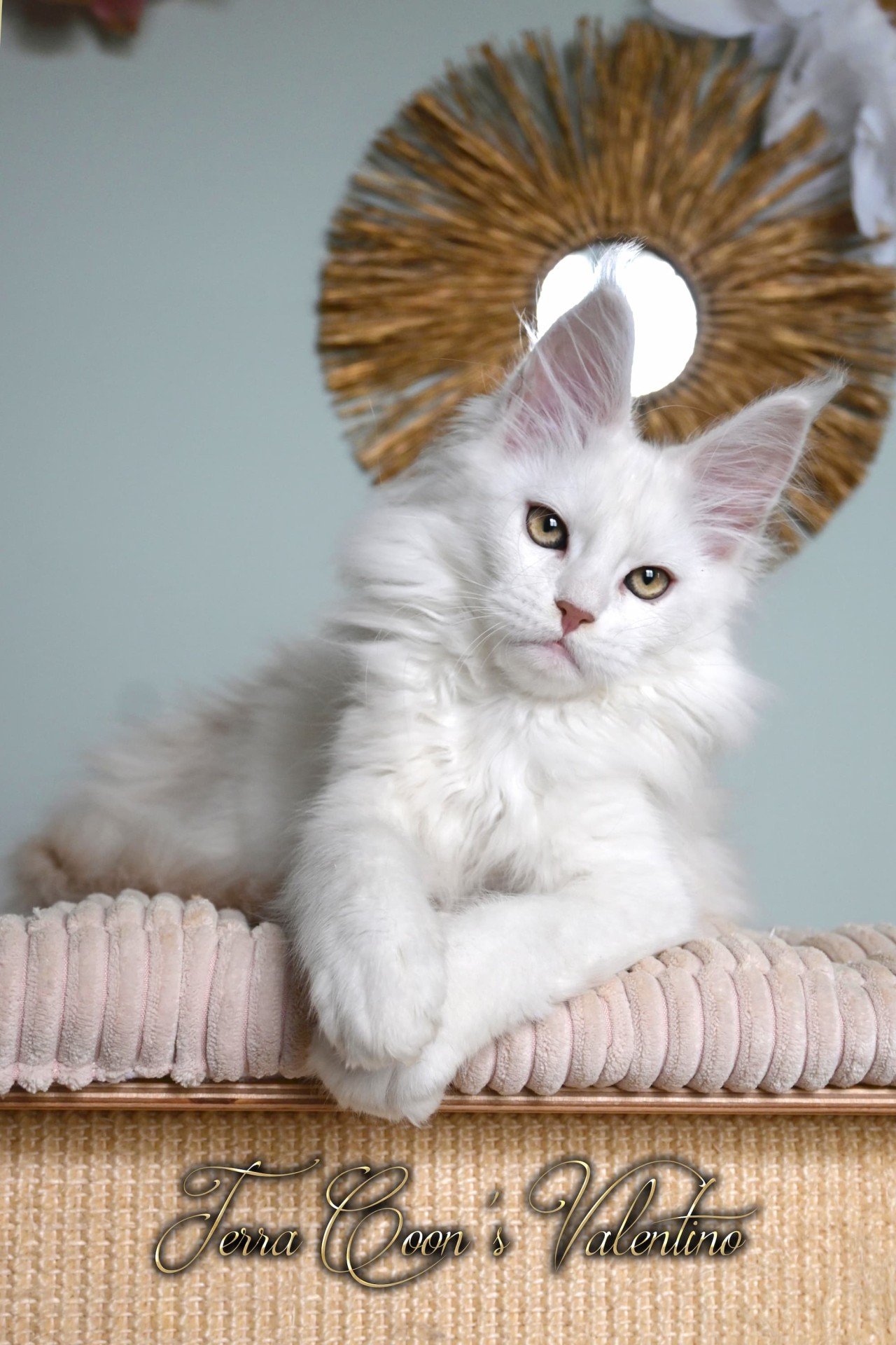 Valentino - 14 semaines - 2kg300