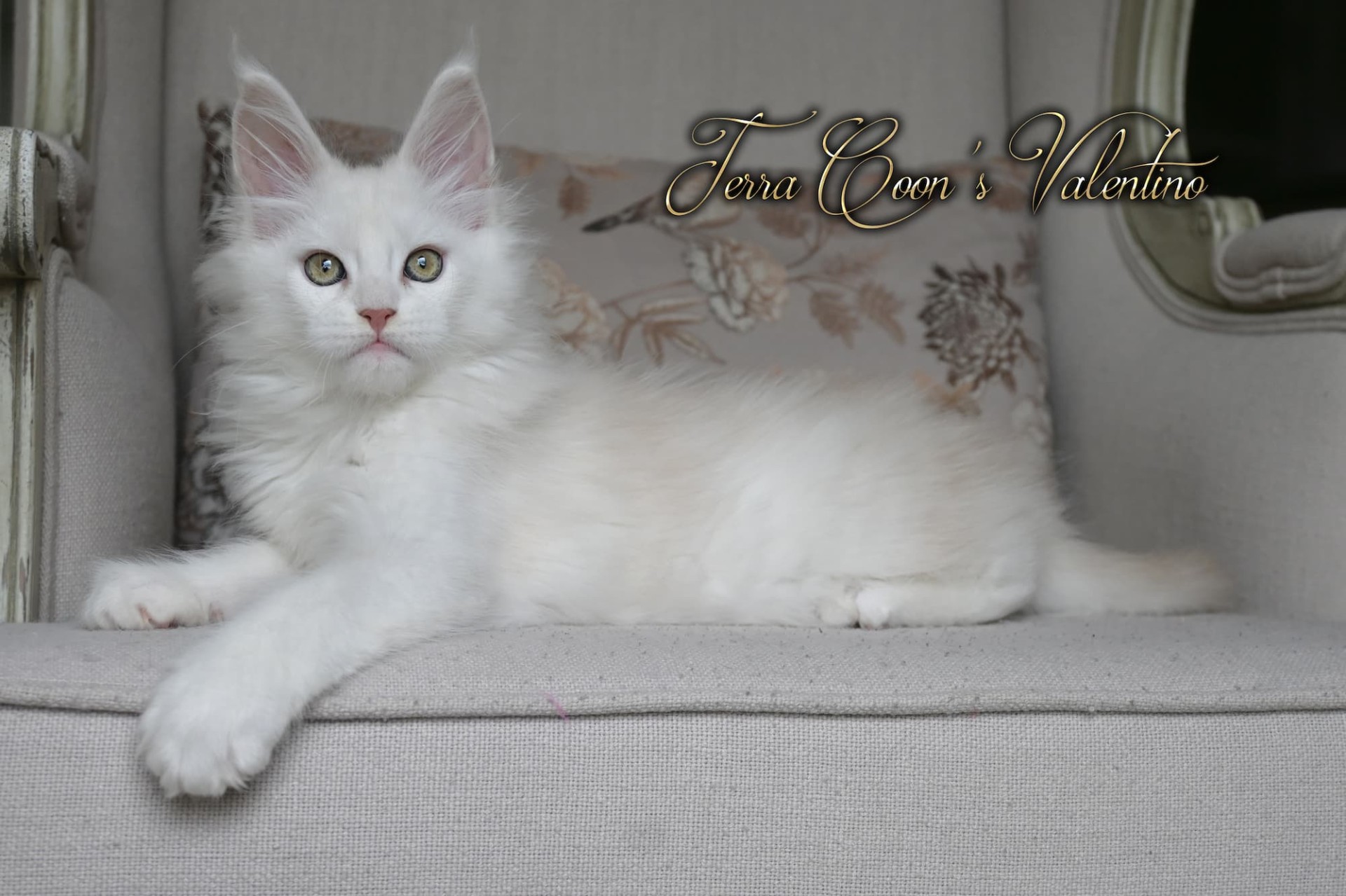 Valentino - 11 semaines - 1kg815