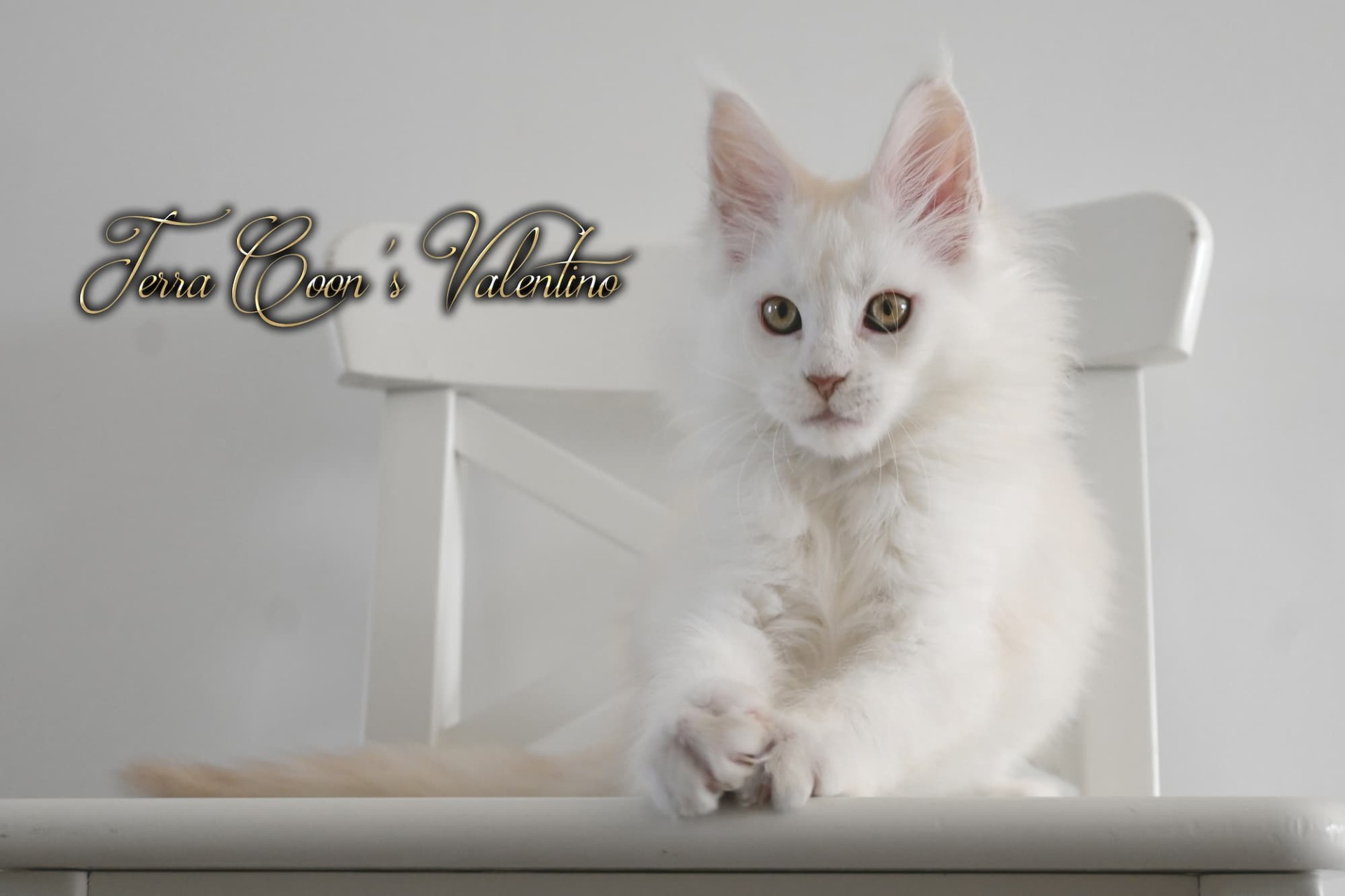 Valentino - 12 semaines - 2kg050