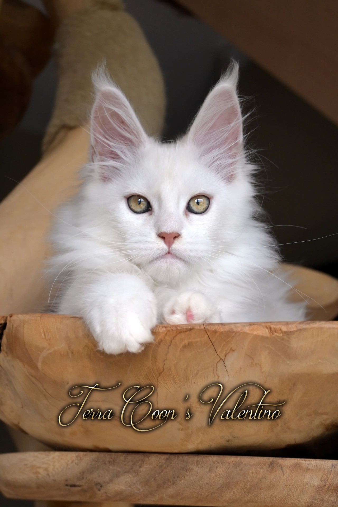 Valentino  - 13 semaines (3 mois) - 2kg180