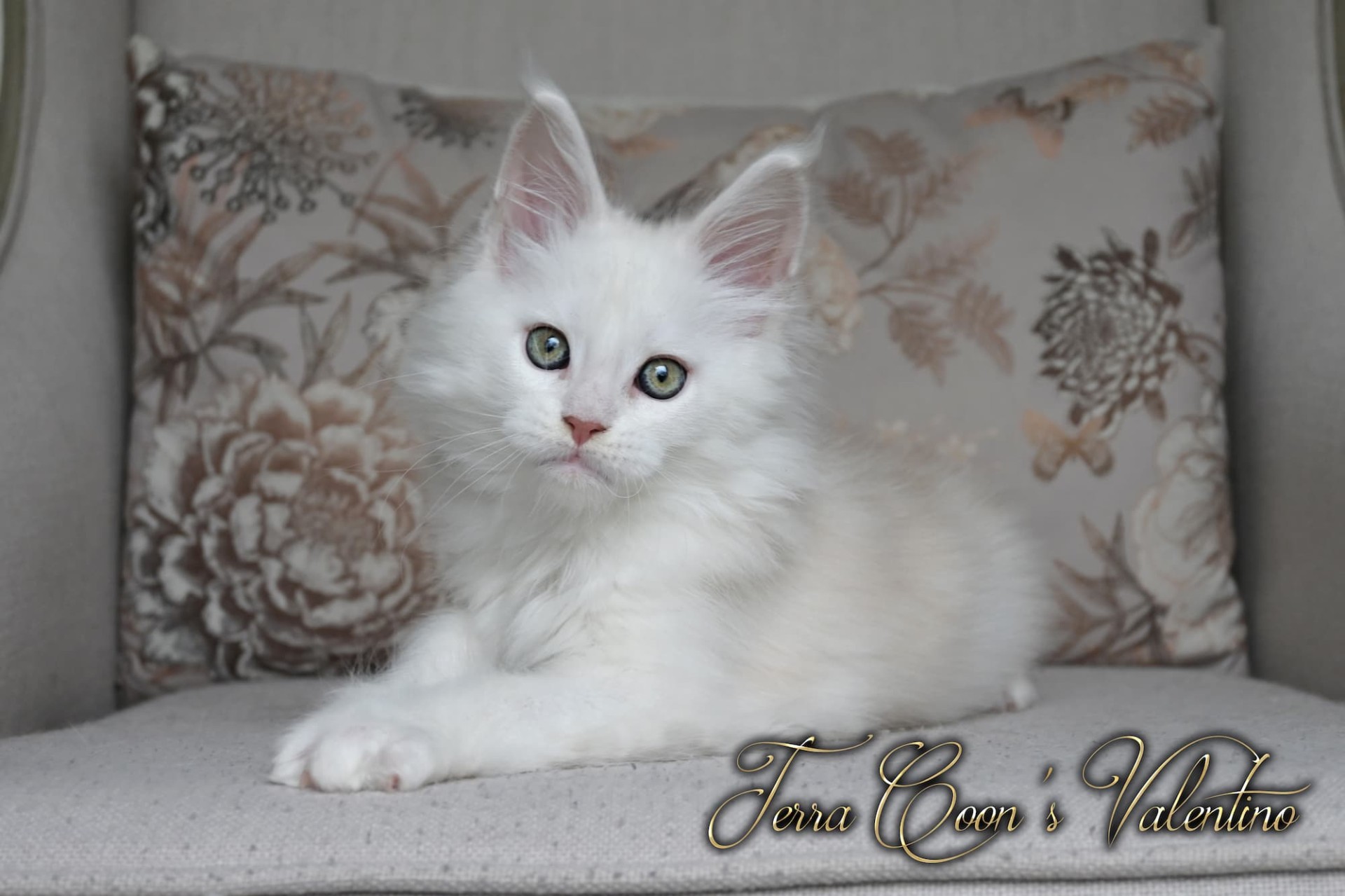 Valentino  - 9 semaines - 1kg400