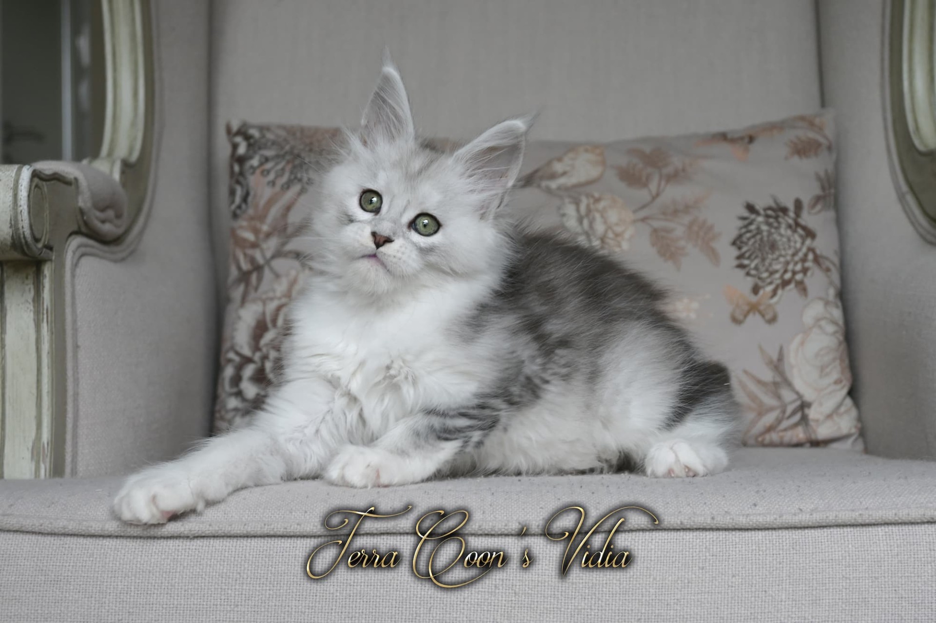 Vidia  - 9 semaines - 1kg095