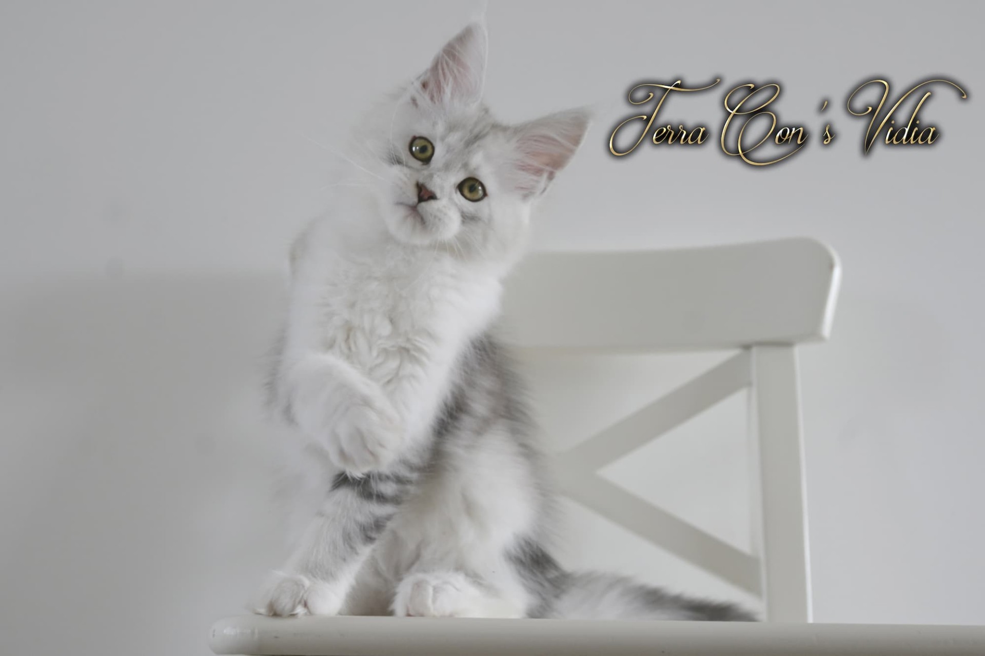 Vidia - 12 semaines - 1kg670