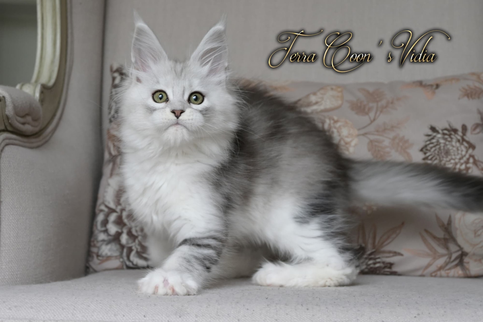 Vidia - 11 semaines - 1kg410