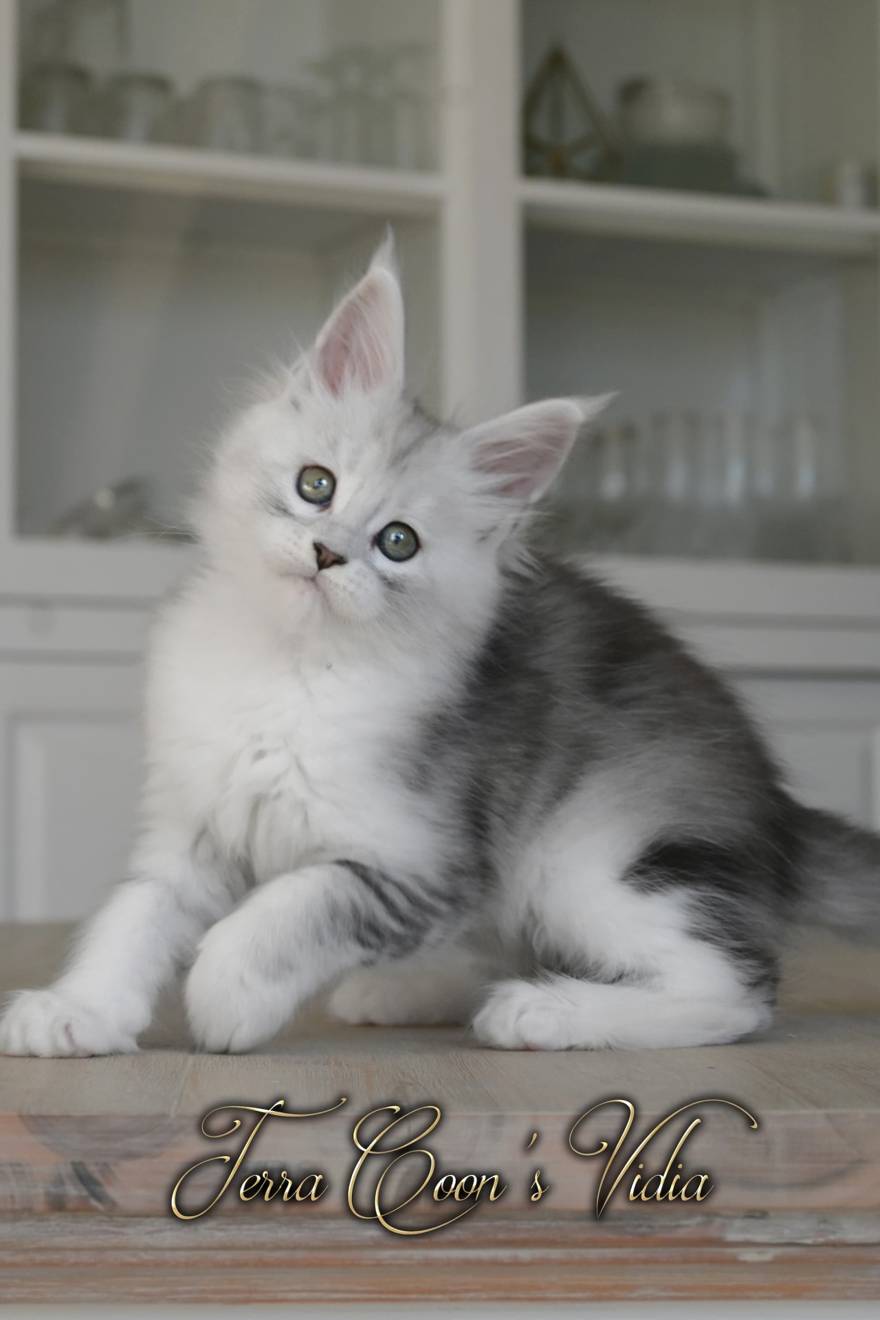 Vidia  - 8 semaines - 1kg090