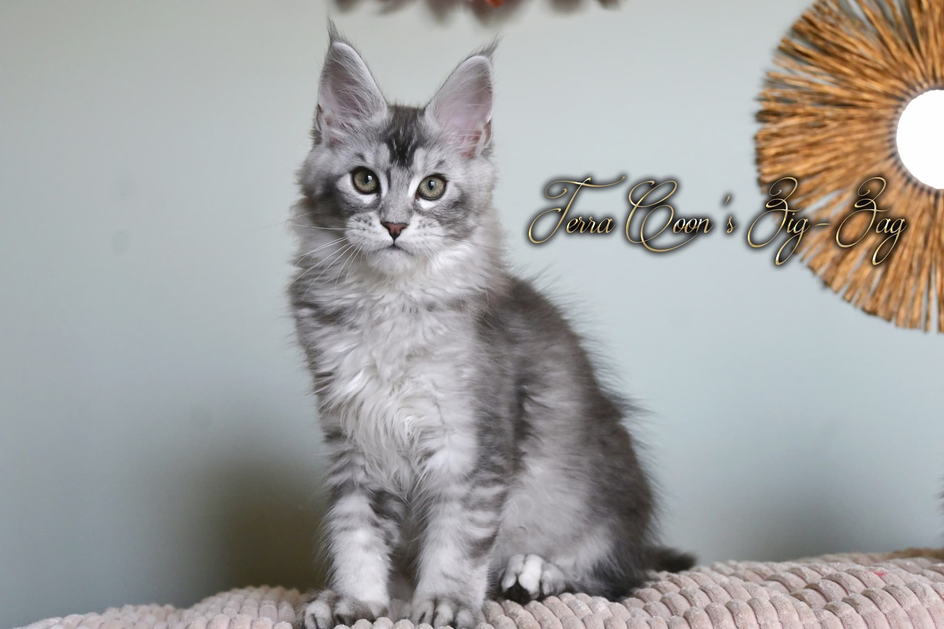 Zig-Zag - 14 semaines - 2kg700