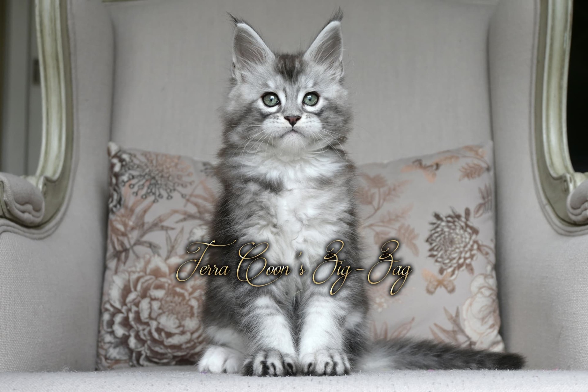 Zig zag  - 9 semaines - 1kg600