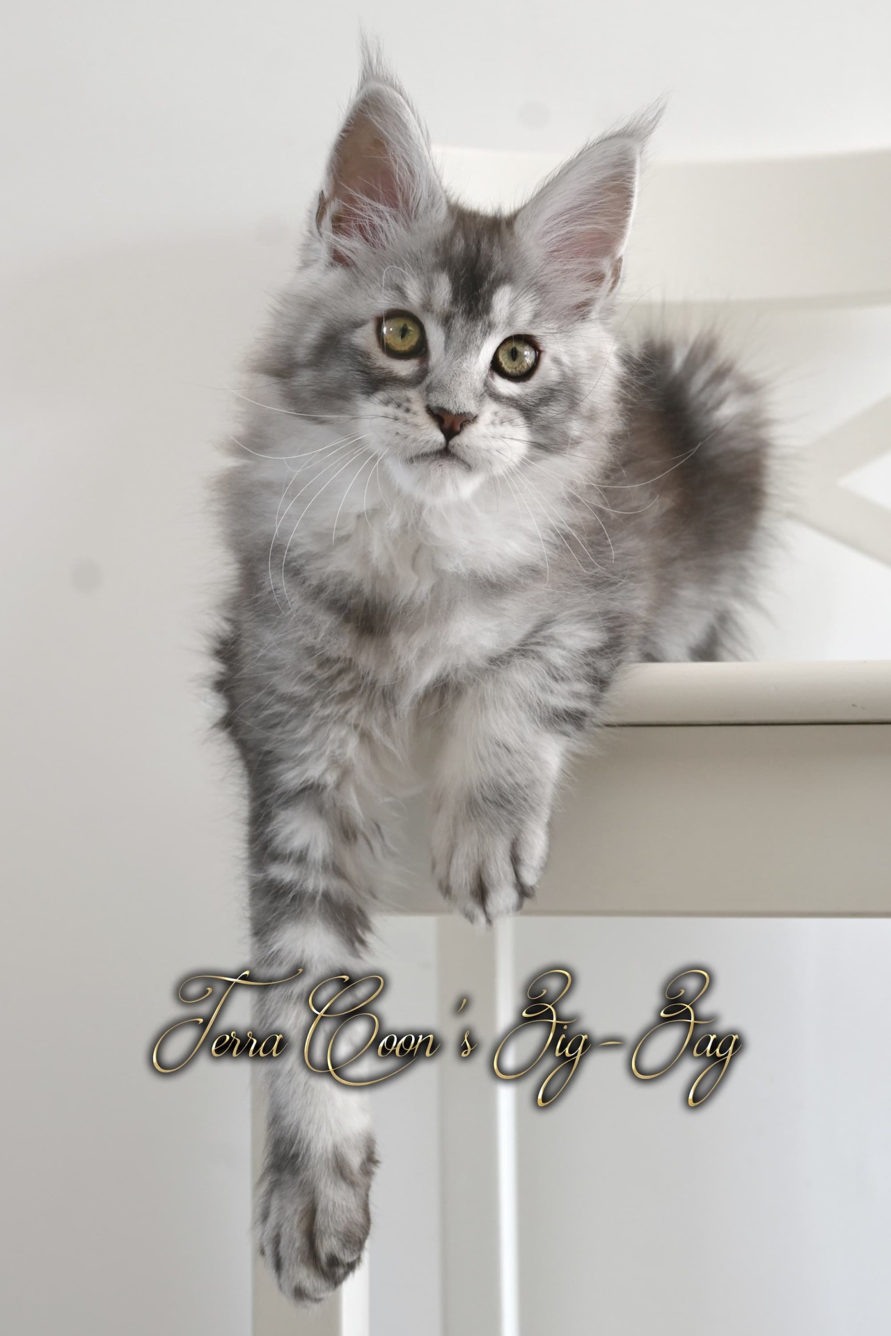 Zig zag - 12 semaines - 2kg285