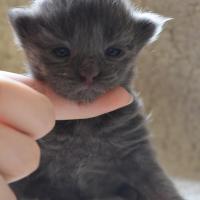 Jean Fizz - 10 jours - 277g