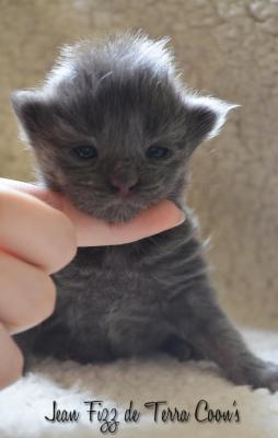 Jean Fizz de Terra Coon's