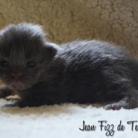 Jean Fizz - 10 jours - 277g